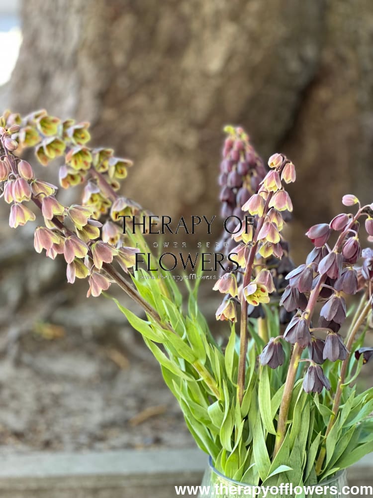 Fritillaria persica Magic Bells therapyofflowers.com