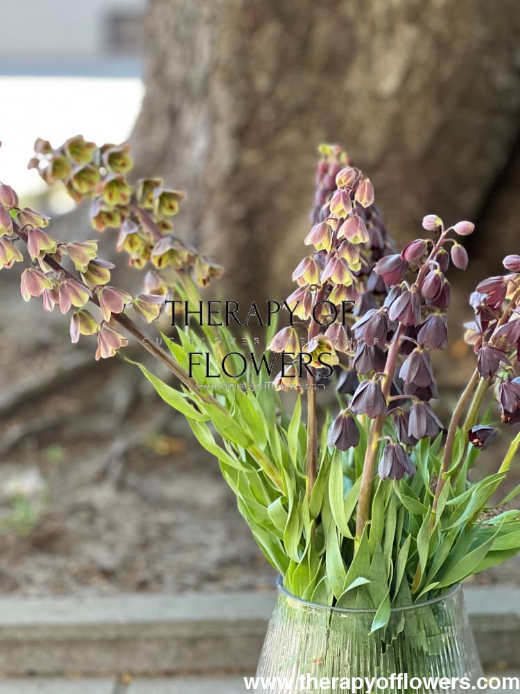 Fritillaria persica Magic Bells therapyofflowers.com