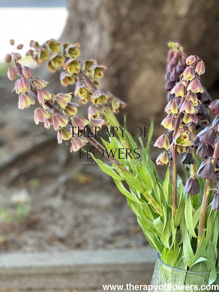 Fritillaria persica Magic Bells therapyofflowers.com