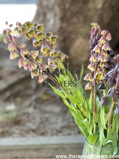 Fritillaria persica Magic Bells therapyofflowers.com