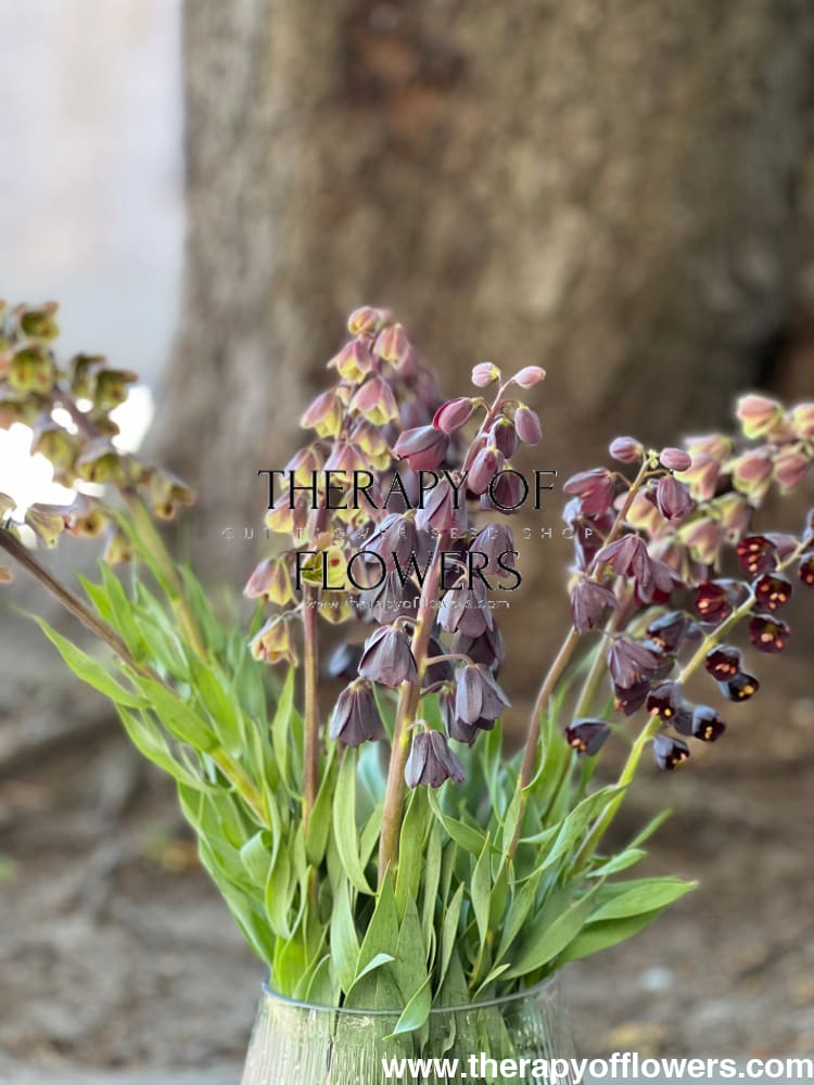 Fritillaria persica Magic Bells therapyofflowers.com