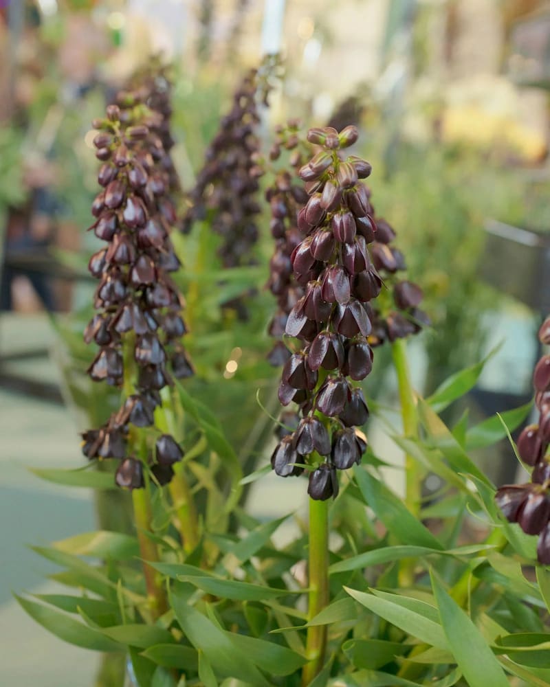 Fritillaria persica Purple Dynamite | Persian Lily therapyofflowers.com