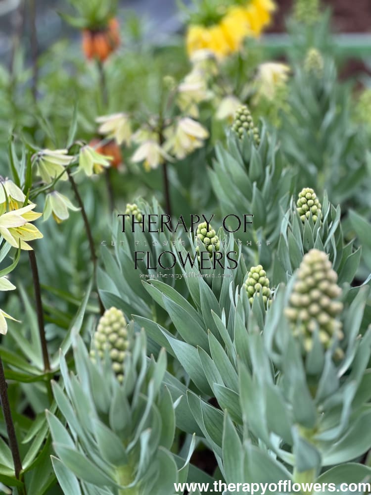 Fritillaria Raddeana therapyofflowers.com