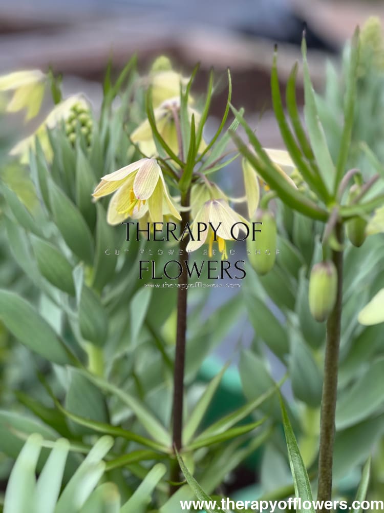 Fritillaria Raddeana therapyofflowers.com