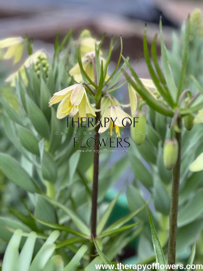 Fritillaria Raddeana therapyofflowers.com