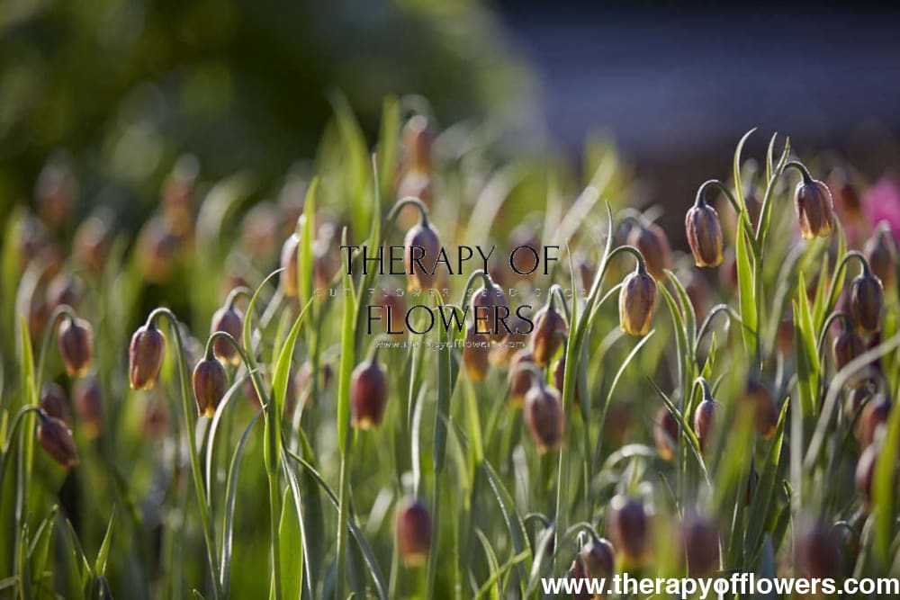 Fritillaria Uva Vulpis therapyofflowers.com