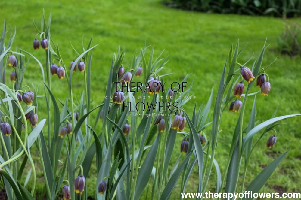Fritillaria Uva Vulpis therapyofflowers.com