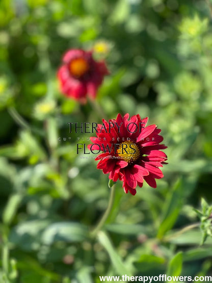 Gaillardia aristata Burgundy therapyofflowers.com