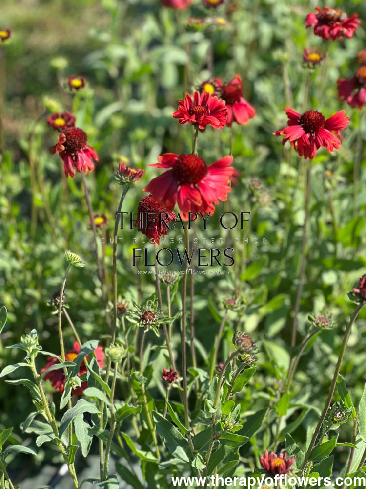 Gaillardia aristata Burgundy therapyofflowers.com