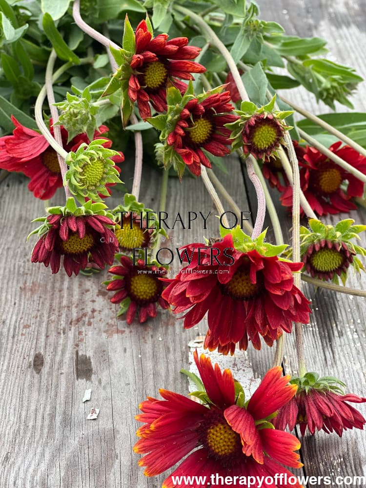 Gaillardia aristata Burgundy therapyofflowers.com