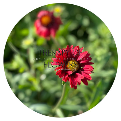 Gaillardia aristata Burgundy therapyofflowers.com