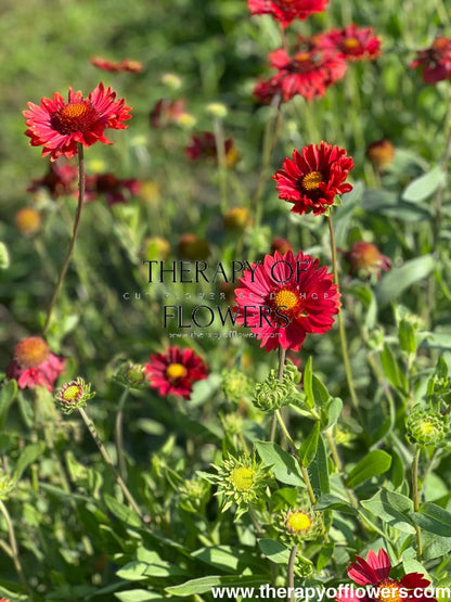 Gaillardia aristata Burgundy therapyofflowers.com
