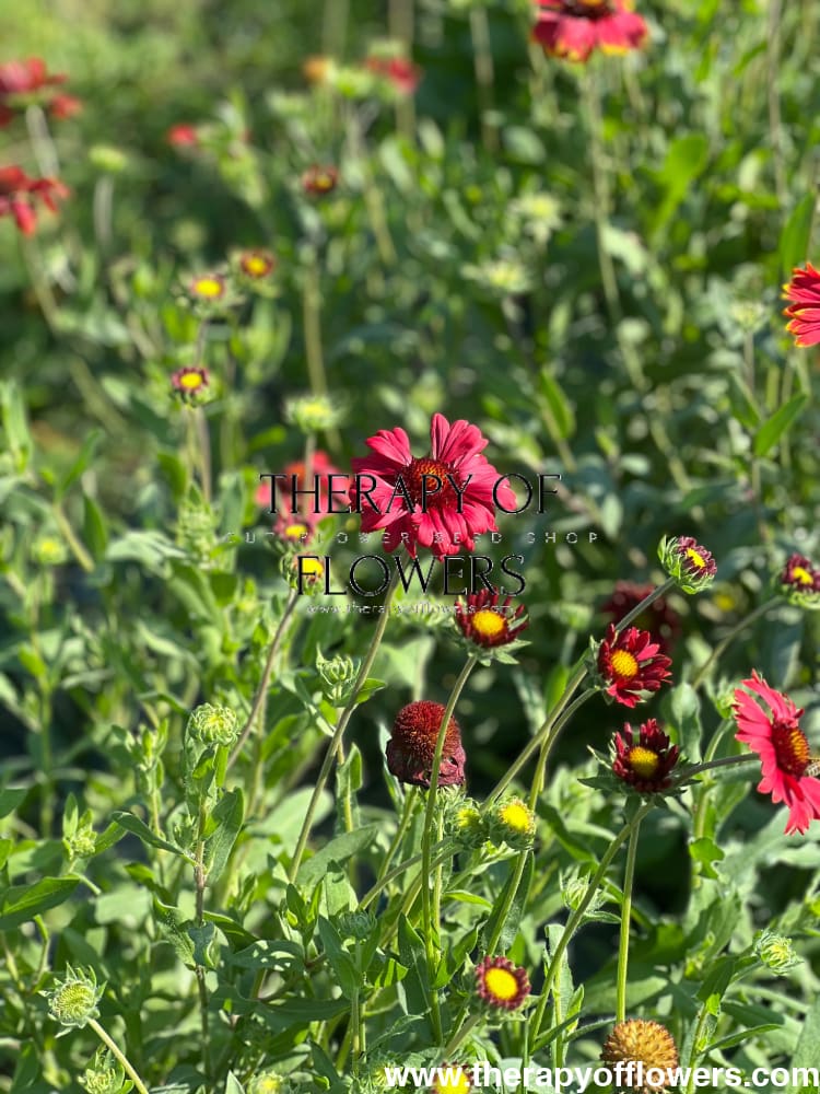 Gaillardia aristata Burgundy therapyofflowers.com
