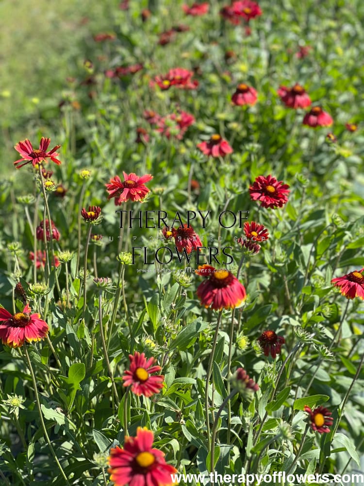 Gaillardia aristata Burgundy therapyofflowers.com