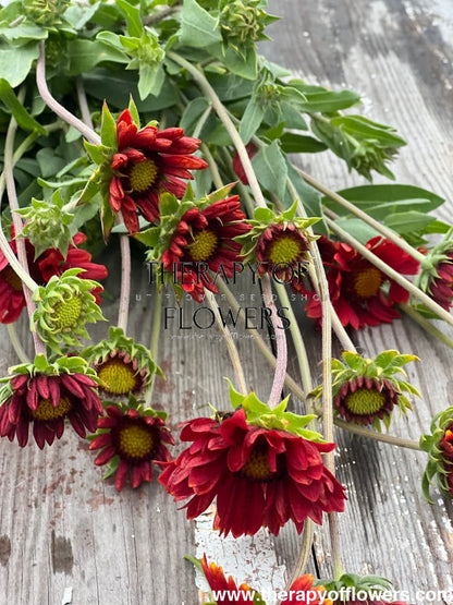 Gaillardia aristata Burgundy therapyofflowers.com