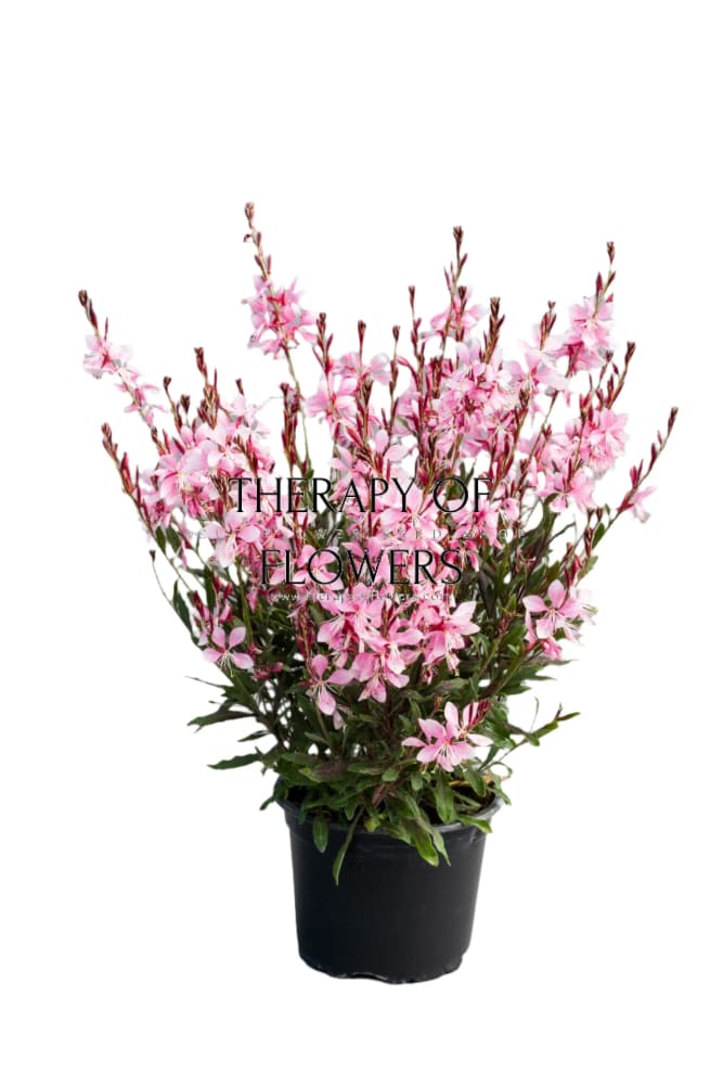 Gaura lindheimeri Emmeline Pink Bouquet | Cut Flower Seeds therapyofflowers.com
