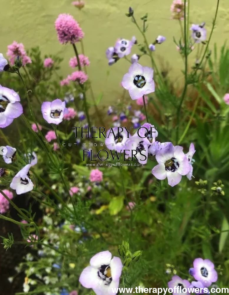 Gilia tricolor Felicitas | Bird's Eyes therapyofflowers.com