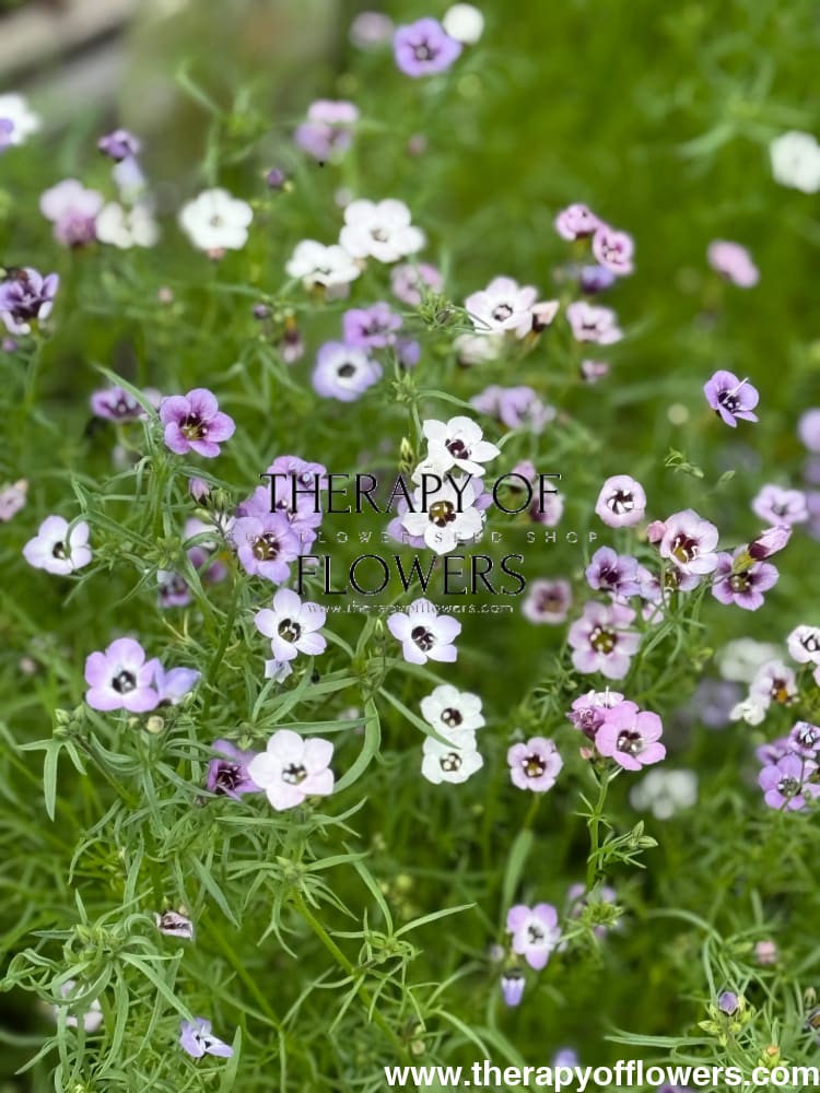 Gilia tricolor Felicitas | Bird's Eyes therapyofflowers.com