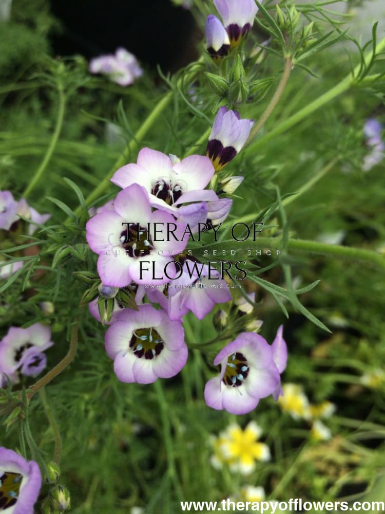 Gilia tricolor Felicitas | Bird's Eyes therapyofflowers.com