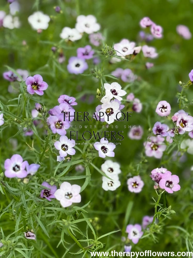 Gilia tricolor Felicitas | Bird's Eyes therapyofflowers.com