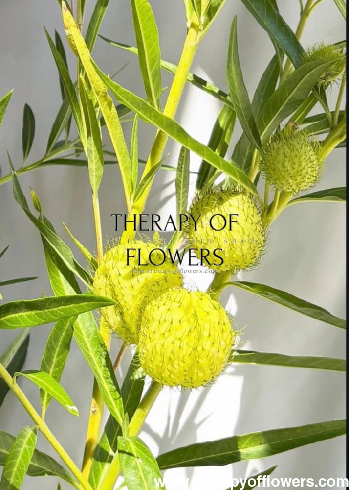 Gomphocardus fruticosus Cottonbush | Milkweed - 50 seeds / Grown as an annual / 60-90 cm - seeds