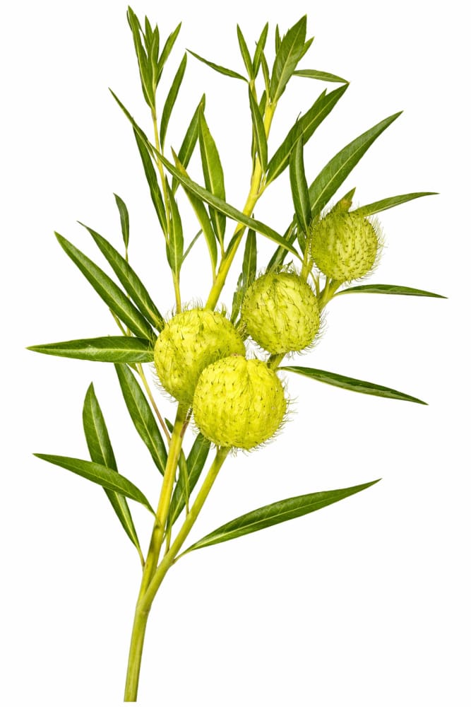 Gomphocardus fruticosus Cottonbush | Milkweed - 50 seeds / Grown as an annual / 60-90 cm - seeds