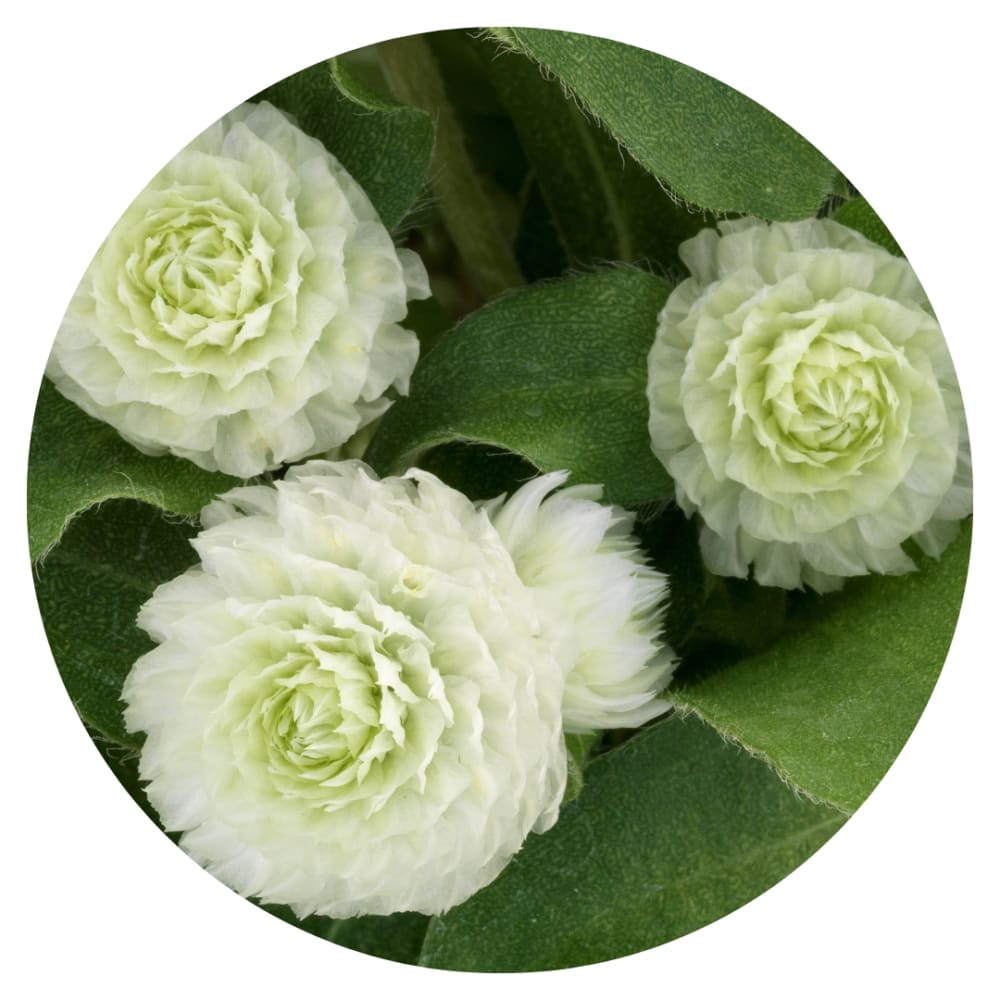 Gomphrena globosa Gnome White.