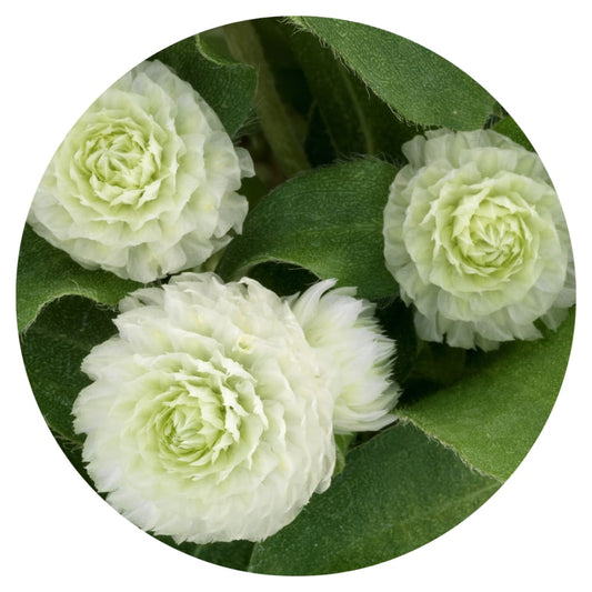 Gomphrena globosa Gnome White.