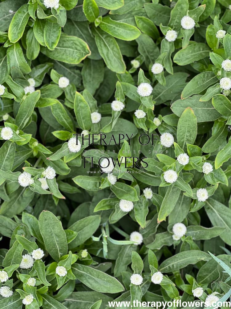 Gomphrena globosa Gnome White.