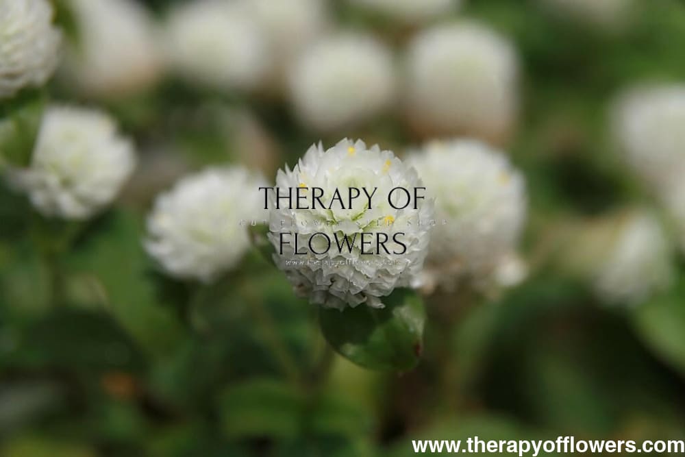 Gomphrena globosa Gnome White.