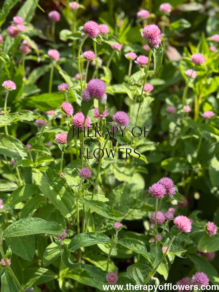 Gomphrena globosa Las Vegas Pink | Globe Amaranth | Cut Flower therapyofflowers.com