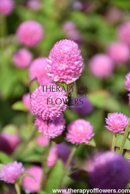 Gomphrena globosa Las Vegas Pink therapyofflowers.com