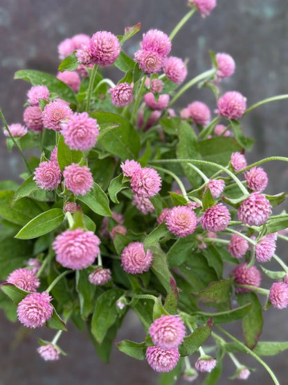 Gomphrena globosa Las Vegas Pink | Globe Amaranth | Cut Flower therapyofflowers.com