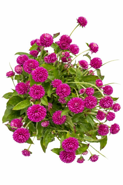 Gomphrena globosa Las Vegas Purple | Globe Amaranth | Cut Flower - 20 seeds / 45 cm - Seeds