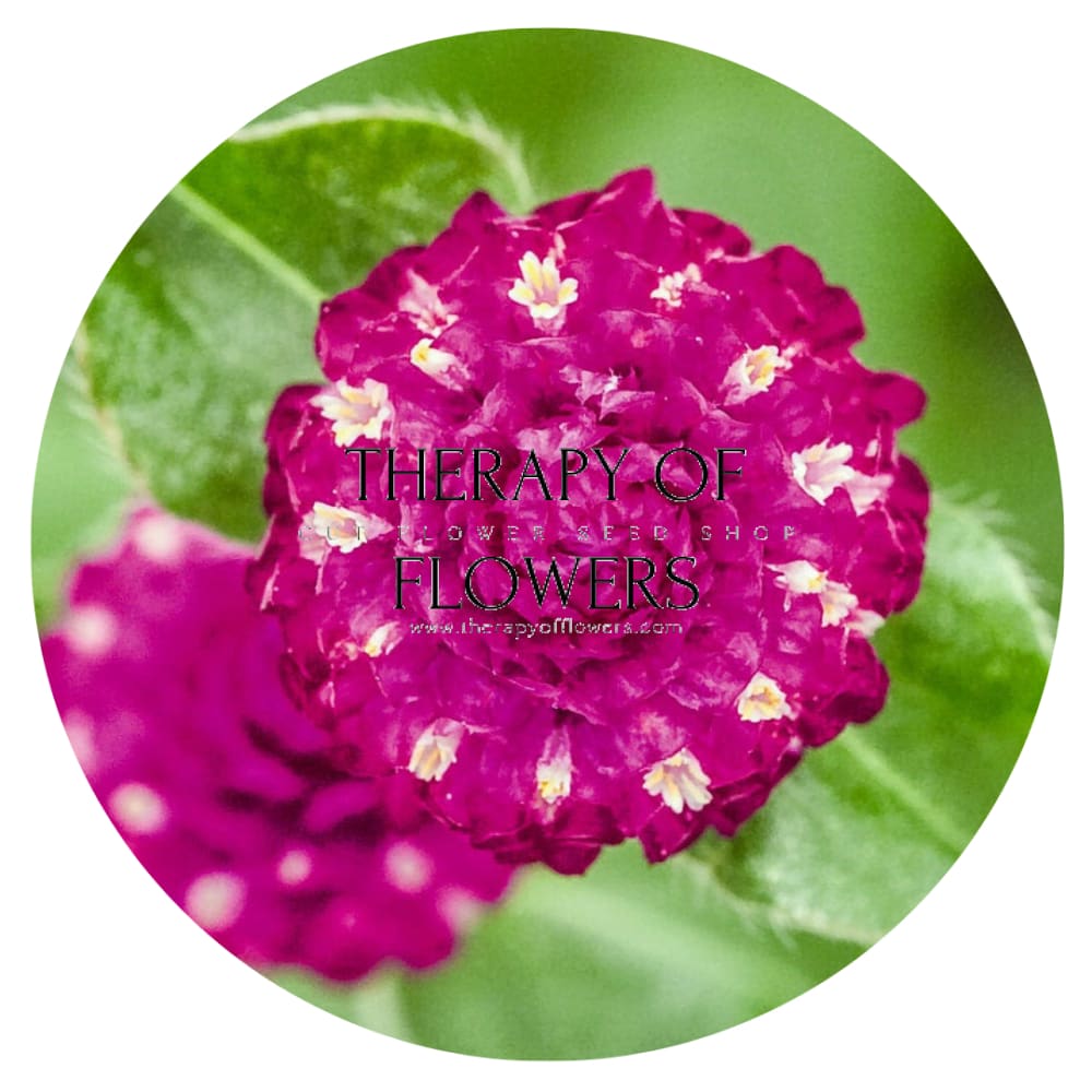 Gomphrena globosa Las Vegas Purple | Globe Amaranth |  Cut Flower therapyofflowers.com