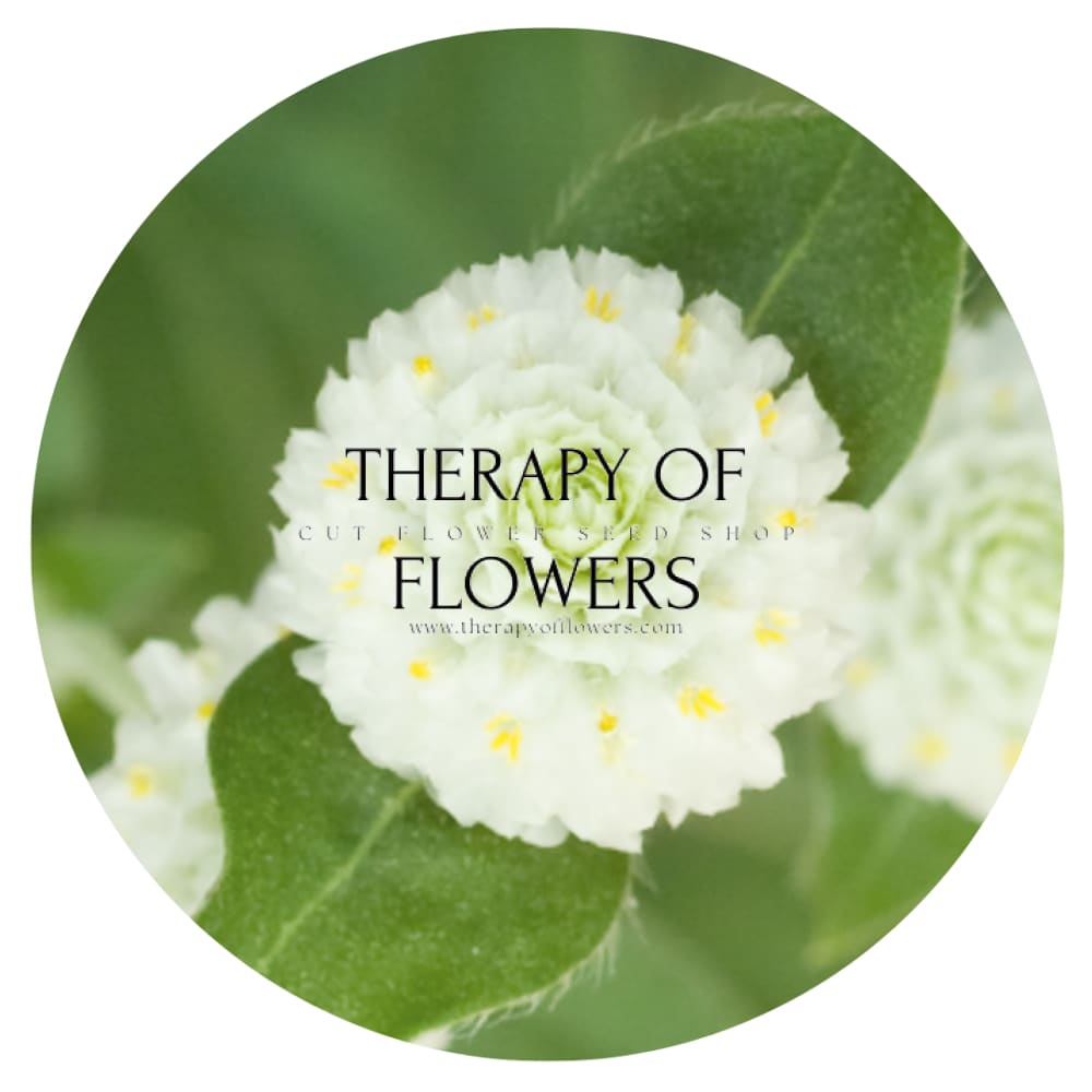 Gomphrena globosa Las Vegas White | Globe Amaranth |  Cut Flower therapyofflowers.com