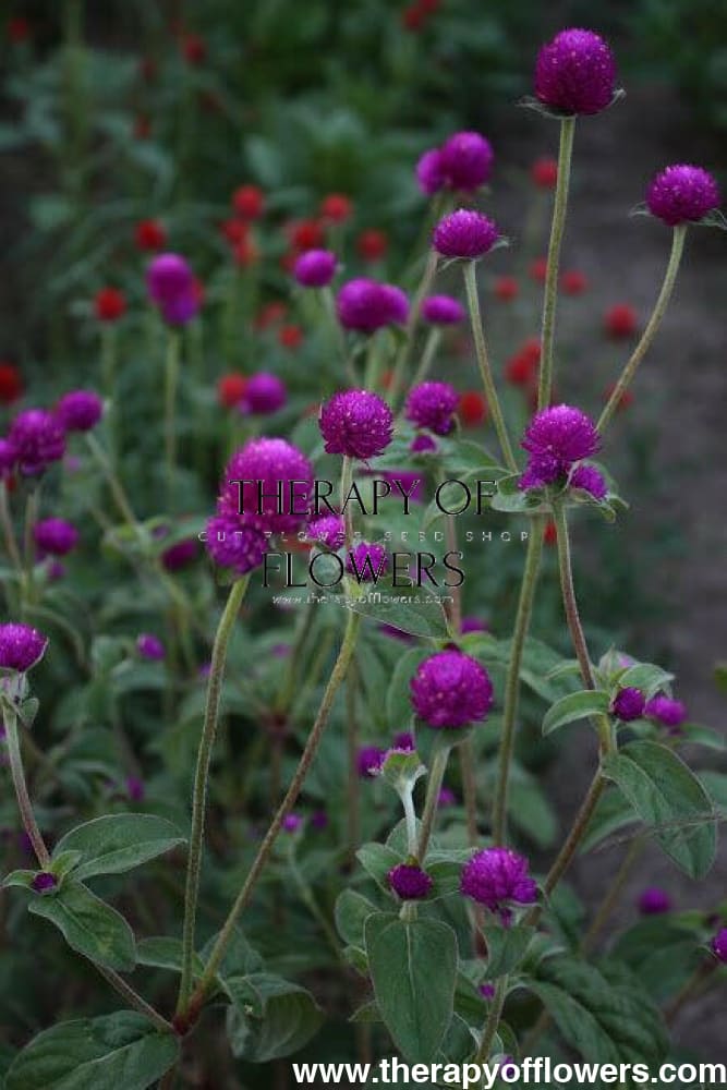 Gomphrena Globosa Ping Pong Purple