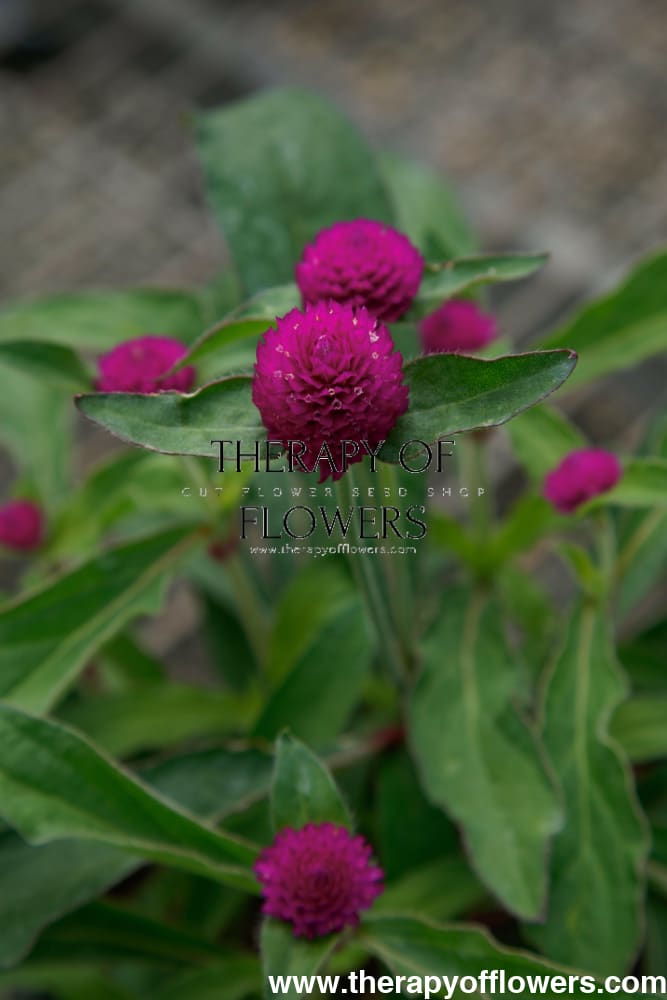 Gomphrena Globosa Ping Pong Purple