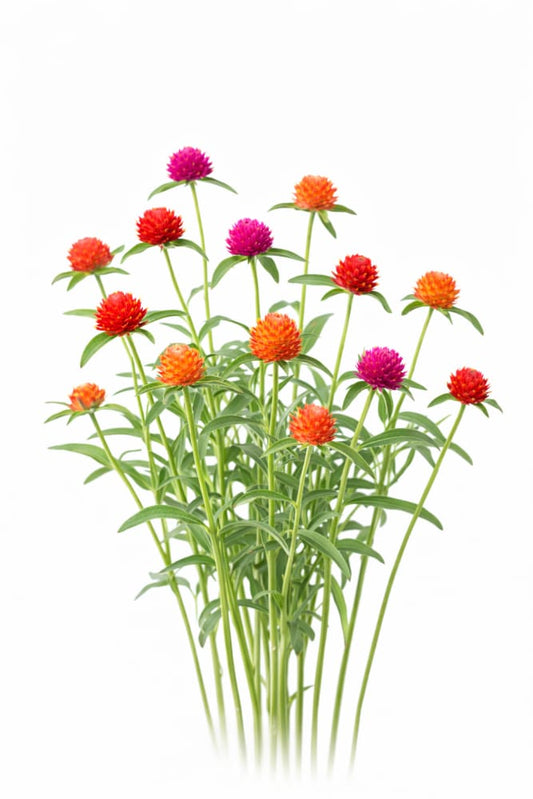 Gomphrena haageana QIS® Formula Mix | Rio Grande Globe Amaranth | Cut Flower - 50 seeds / 30 - 60 cm - Seeds