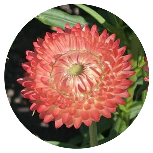 Helichrysum bracteatum Salmon | Strawflower therapyofflowers.com