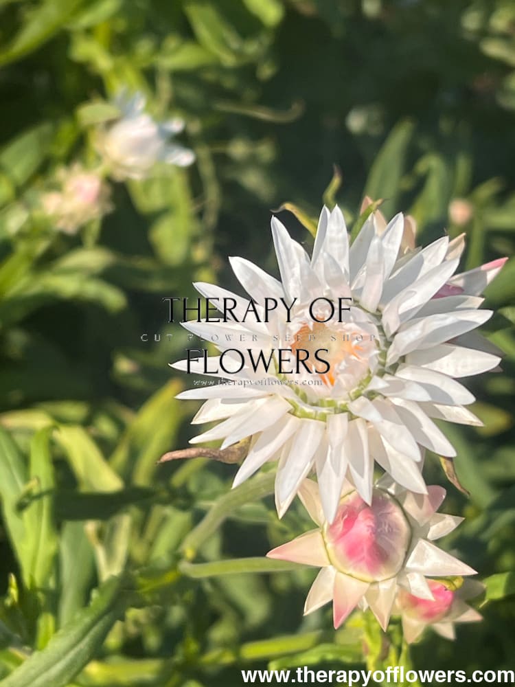 Helichrysum bracteatum White | Strawflower - 0.2 gram - Seeds