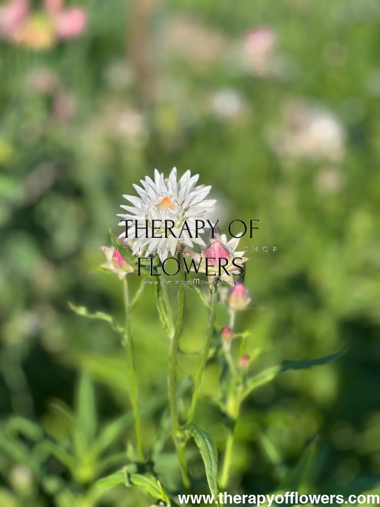 Helichrysum bracteatum White | Strawflower - 0.2 gram - Seeds