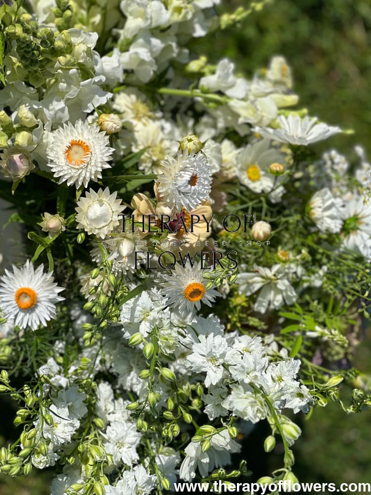 Helichrysum bracteatum White | Strawflower - 0.2 gram - Seeds