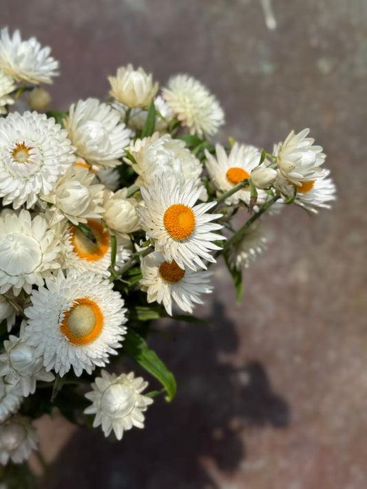 Helichrysum bracteatum White | Strawflower therapyofflowers.com