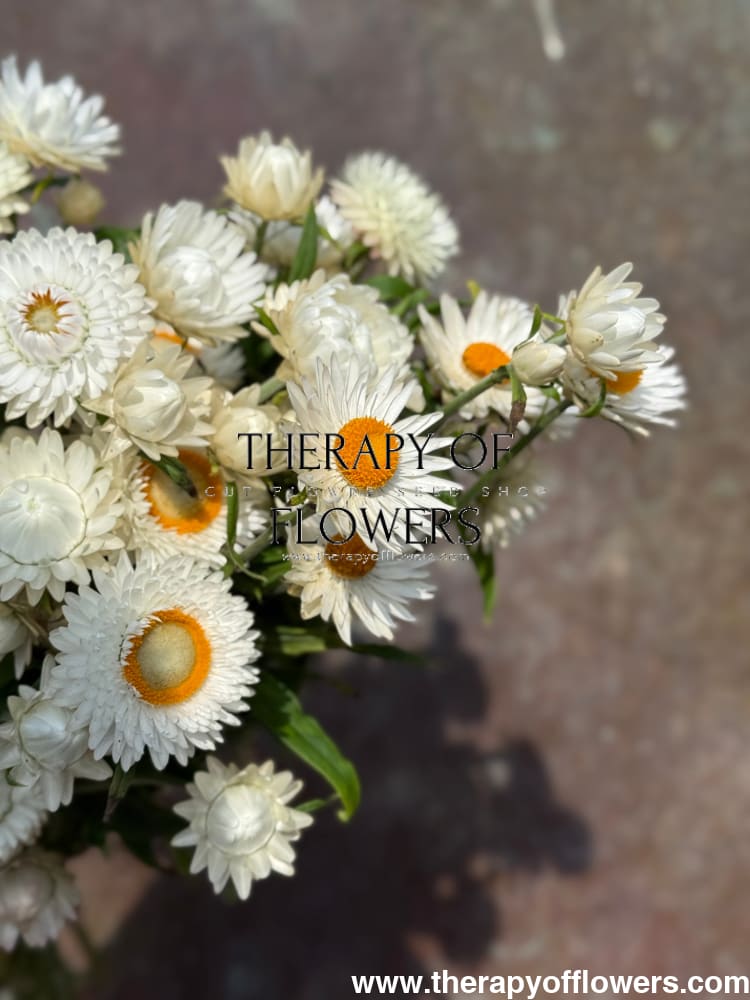 Helichrysum bracteatum White | Strawflower therapyofflowers.com