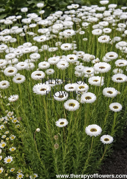 Helipterum roseum Pierrot White | Everlasting Pierrot therapyofflowers.com