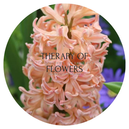 Hyacinth Gipsy Queen therapyofflowers.com