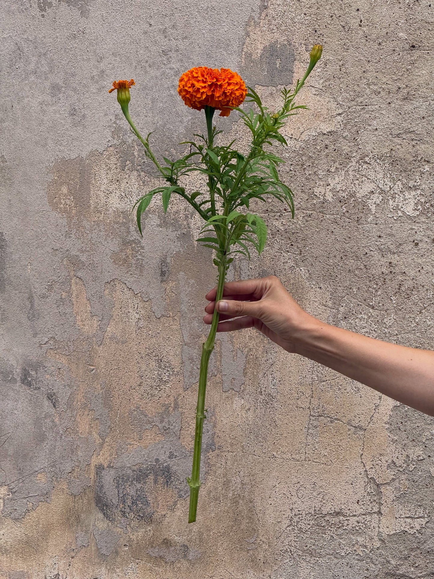 Tagetes erecta Coco™ Deep Orange F1 | African Marigold | Cut Flower therapyofflowers.com