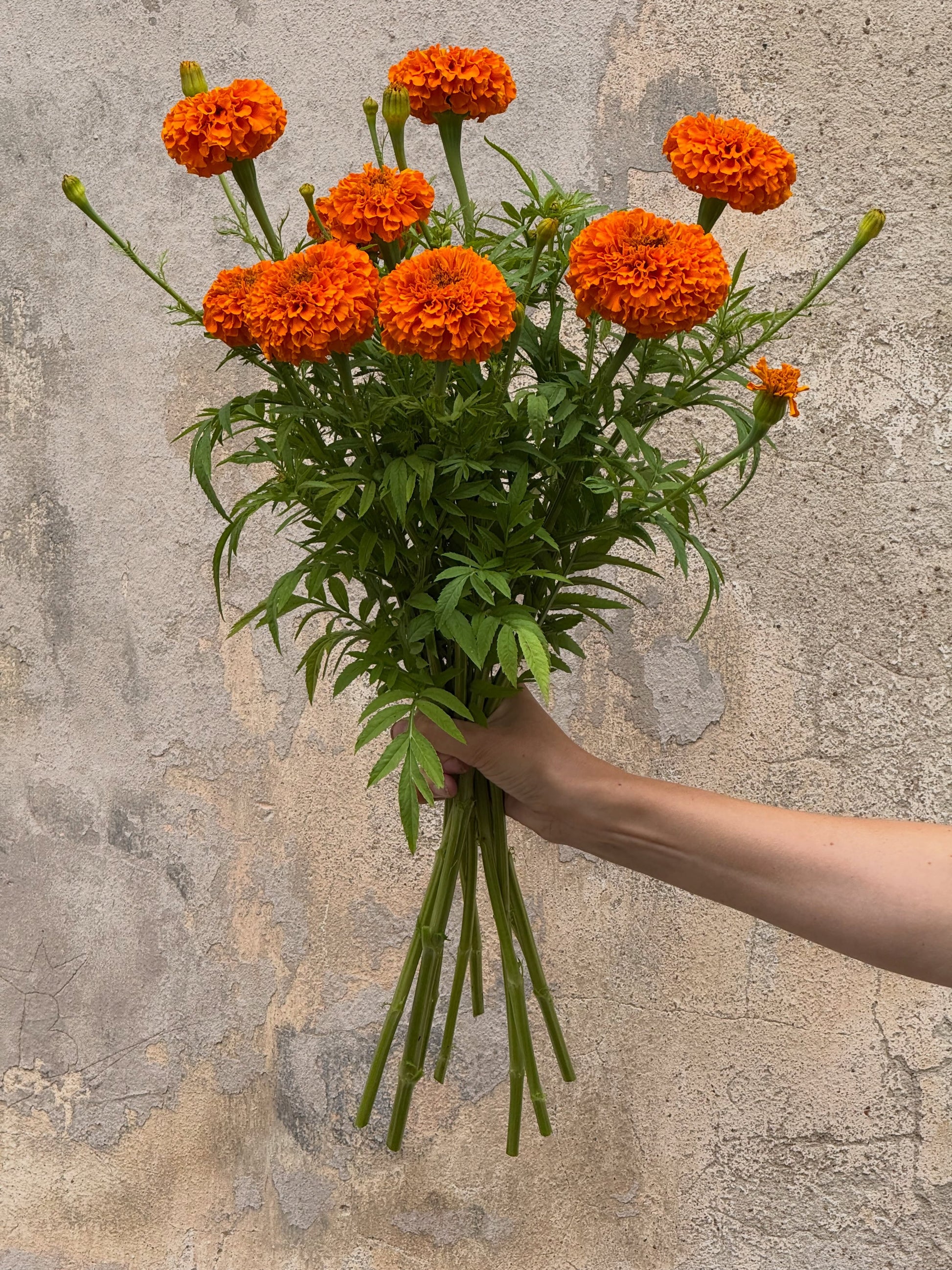 Tagetes erecta Coco™ Deep Orange F1 | African Marigold | Cut Flower therapyofflowers.com