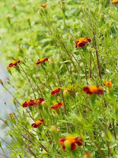 Tagetes patula Linnaeus Burning Embers | French Marigold | Height - 70 cm therapyofflowers.com